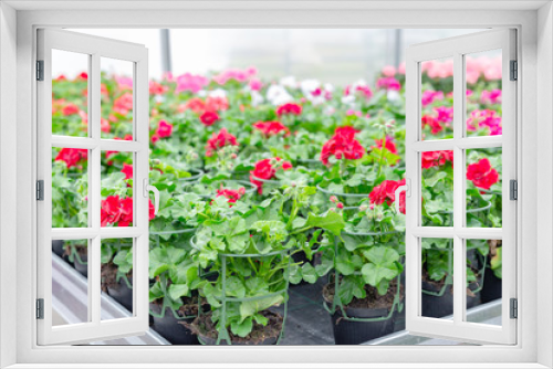 Fototapeta Naklejka Na Ścianę Okno 3D - Blumen in einer Gärtnerei, Pflanzenzucht