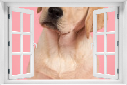 Fototapeta Naklejka Na Ścianę Okno 3D - Portrait of a cute labrador retriever puppy on a pink background in a vertical image