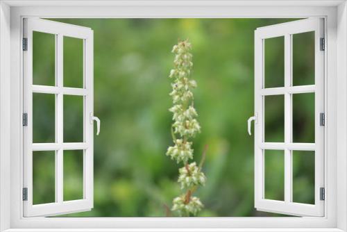 Fototapeta Naklejka Na Ścianę Okno 3D - Uttarakhand Flower