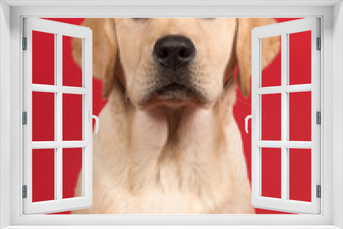 Fototapeta Naklejka Na Ścianę Okno 3D - Portrait of a cute labrador retriever puppy on a red background in a vertical image