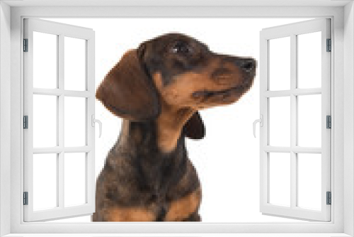 Fototapeta Naklejka Na Ścianę Okno 3D - Smooth haired dachshund looking to the right standing isolated on a white background seen from the front