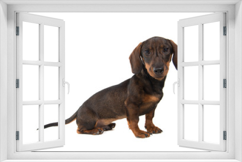 Fototapeta Naklejka Na Ścianę Okno 3D - Smooth haired Dachshund looking at the camera sitting isolated on a white background seen from the side
