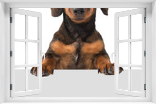 Fototapeta Naklejka Na Ścianę Okno 3D - Smooth haired Dachshund looking at the camera holding a grey board on a white background with space for copy