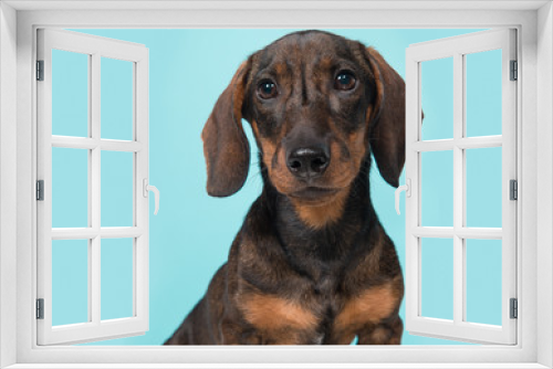 Fototapeta Naklejka Na Ścianę Okno 3D - Portrait of a smooth haired Dachshund looking at the camera on a blue background