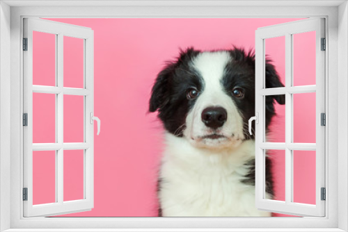 Fototapeta Naklejka Na Ścianę Okno 3D - Funny studio portrait of cute smilling puppy dog border collie isolated on pink pastel background. New lovely member of family little dog gazing and waiting for reward. Pet care and animals concept