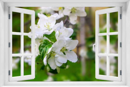Fototapeta Naklejka Na Ścianę Okno 3D - white apple blossoms fruit trees close-up copy space on a blurred garden background sunlight