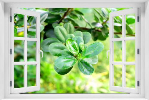 Fototapeta Naklejka Na Ścianę Okno 3D - green plant in the garden