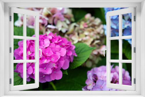 Fototapeta Naklejka Na Ścianę Okno 3D - Pink Hydrangea flowers background. Macro photo.