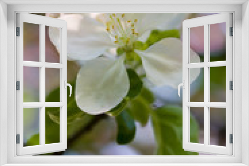 Fototapeta Naklejka Na Ścianę Okno 3D - Closeup of a fruit tree blooming