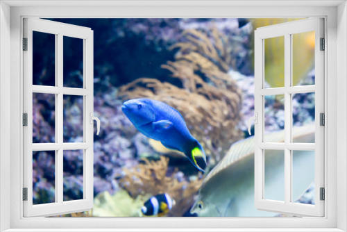 Fototapeta Naklejka Na Ścianę Okno 3D - Blurry photo of a small blue fish and coral reefs in a sea aquarium