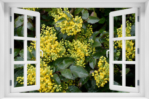 Fototapeta Naklejka Na Ścianę Okno 3D - Yellow Magonia.