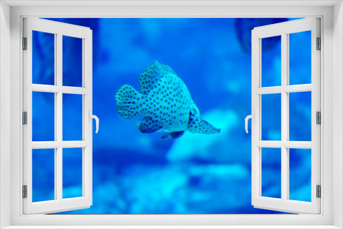 Fototapeta Naklejka Na Ścianę Okno 3D - Blurry photo of Harlequin sweetlips in a sea aquarium