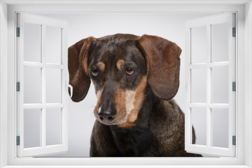 Fototapeta Naklejka Na Ścianę Okno 3D - Studio portrait of an expressive Teckel dog against neutral background