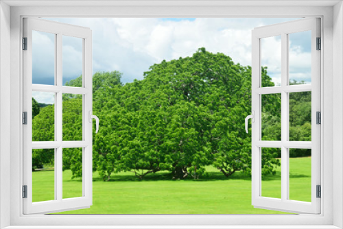Fototapeta Naklejka Na Ścianę Okno 3D - Woodland and Trees.