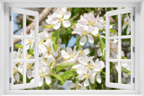 Fototapeta Naklejka Na Ścianę Okno 3D - Apple tree branches covered in flowers in spring