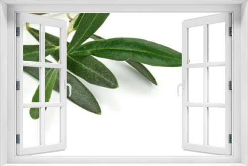 Fototapeta Naklejka Na Ścianę Okno 3D - A photo of a green olive branch, isolated on white. Olive branch and leaves isolated on white background.