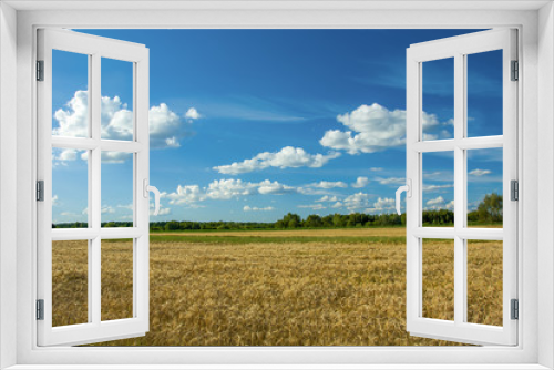 Fototapeta Naklejka Na Ścianę Okno 3D - Grain field, forest and white clouds on a blue sky