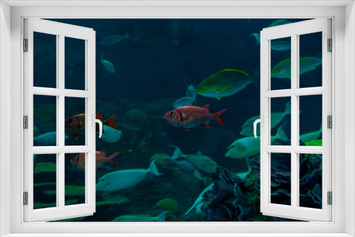 Fototapeta Naklejka Na Ścianę Okno 3D - Colorful fish swim in a large aquarium