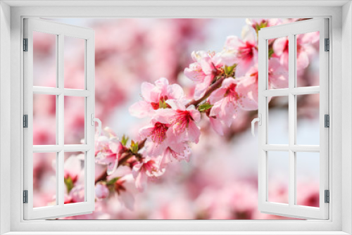 Fototapeta Naklejka Na Ścianę Okno 3D - Peach Blossom - Spring of Japan -