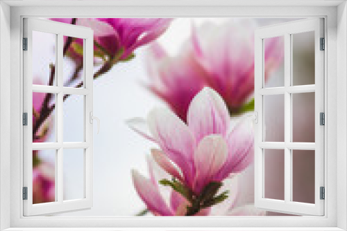 Fototapeta Naklejka Na Ścianę Okno 3D - Bloomy magnolia tree with big pink flowers