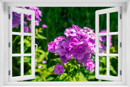 Fototapeta Naklejka Na Ścianę Okno 3D - Beautiful Flower