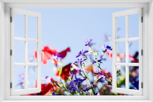 Fototapeta Naklejka Na Ścianę Okno 3D - Flowers in sunlight, colorful flowers, selective focus