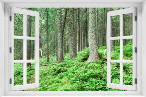 Fototapeta Naklejka Na Ścianę Okno 3D - Forest trees. nature green wood sunlight backgrounds