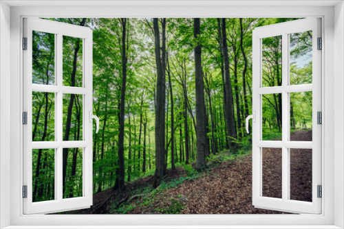 Fototapeta Naklejka Na Ścianę Okno 3D - Grüner Wald im Frühling