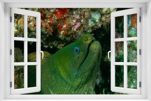 Fototapeta Naklejka Na Ścianę Okno 3D - Panamic Green Moray (Gymnothorax castaneus)
