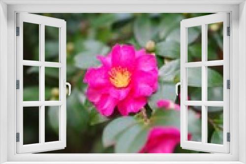 Fototapeta Naklejka Na Ścianę Okno 3D - Red flowers in the garden : Sasanqua (Camellia sasanqua) 