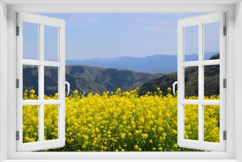 Fototapeta Naklejka Na Ścianę Okno 3D - 山の上の菜の花畑