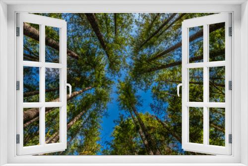 Fototapeta Naklejka Na Ścianę Okno 3D - trees and sky