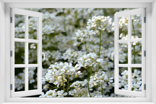 Fototapeta Naklejka Na Ścianę Okno 3D - Wiesenschaumkraut im Frühling