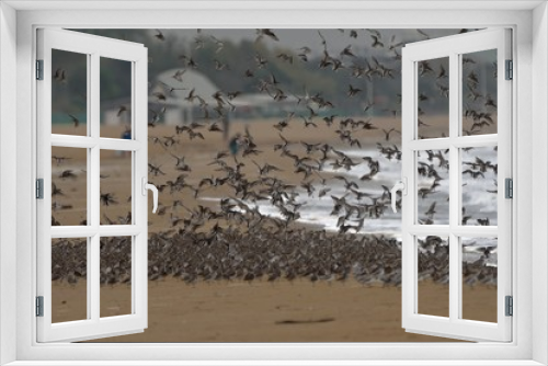 Fototapeta Naklejka Na Ścianę Okno 3D - Beaccombers / Stints