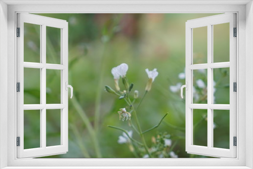 Fototapeta Naklejka Na Ścianę Okno 3D - white flower in green grass