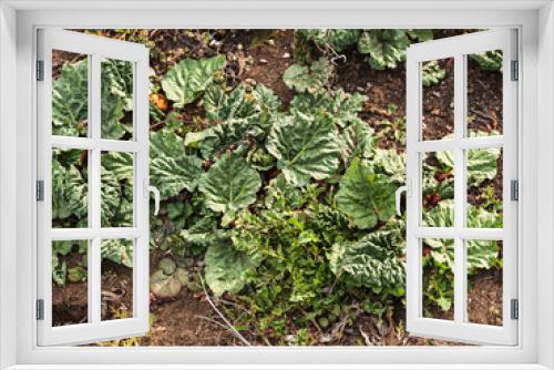 Fototapeta Naklejka Na Ścianę Okno 3D - Rhabarber wächst im Garten
