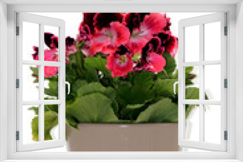 Fototapeta Naklejka Na Ścianę Okno 3D - Edelgeranie Pelargonien freigestellt auf weißem Hintergrund