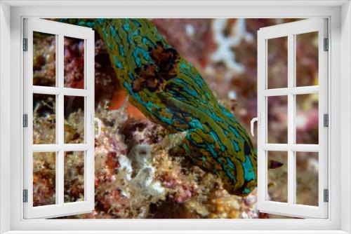 Fototapeta Naklejka Na Ścianę Okno 3D - Blue Striped Sea Slug (Tambja eliora)