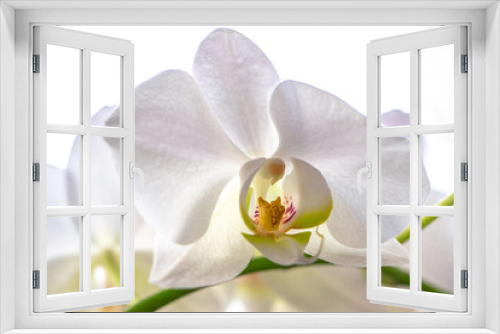 Fototapeta Naklejka Na Ścianę Okno 3D - Orchid flower on white background