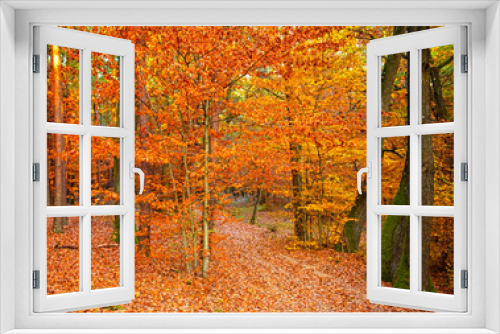 Fototapeta Naklejka Na Ścianę Okno 3D - Pathway in the forest at autumn