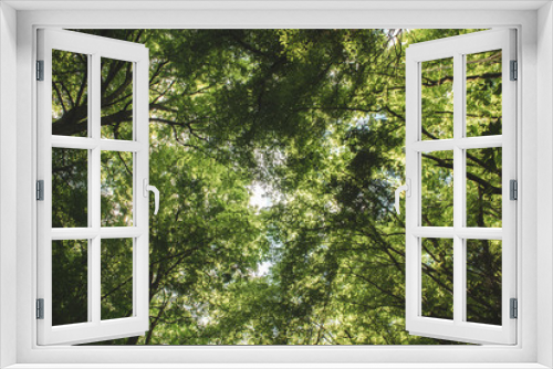 Fototapeta Naklejka Na Ścianę Okno 3D - Summer green forest