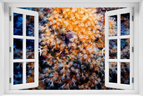 Fototapeta Naklejka Na Ścianę Okno 3D - coral in the sea