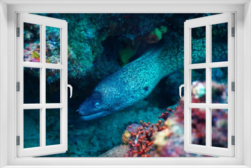 Fototapeta Naklejka Na Ścianę Okno 3D - moray in the sea
