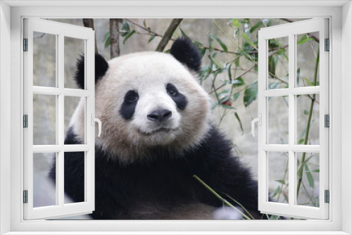 Fototapeta Naklejka Na Ścianę Okno 3D - Round  Fluffy Face of Giant Panda, China