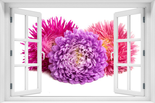Fototapeta Naklejka Na Ścianę Okno 3D - aster flower isolated