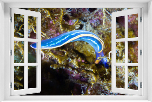 Fototapeta Naklejka Na Ścianę Okno 3D - Nudibranch, felimare tricolor