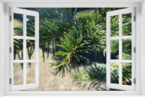 Fototapeta Naklejka Na Ścianę Okno 3D - Branches of the spruce green macro photography as background for design.