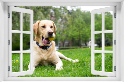 Fototapeta Naklejka Na Ścianę Okno 3D - Smiling labrador dog in the city park