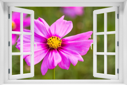 Fototapeta Naklejka Na Ścianę Okno 3D - Pink cosmos flower (Cosmos Bipinnatus) with blurred background