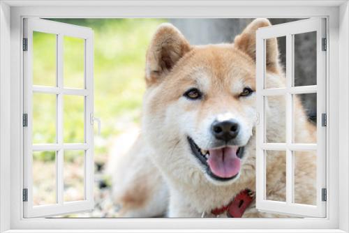 Fototapeta Naklejka Na Ścianę Okno 3D - 柴犬